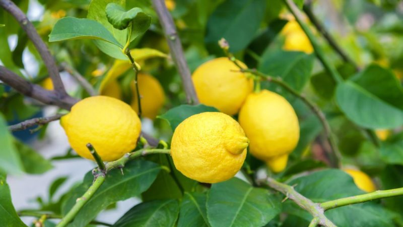 Une variété de citron sans prétention pour prendre soin de Jubilee pour les fleuristes débutants