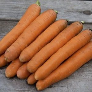 Variété de carottes sans prétention et résistante aux maladies Berlikum Royal