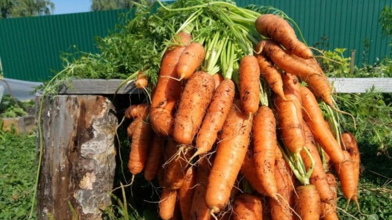 Variété de carottes sans prétention et résistante aux maladies Berlikum Royal