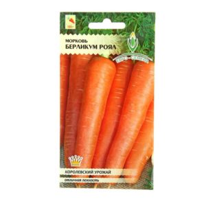 Variété de carottes sans prétention et résistante aux maladies Berlikum Royal