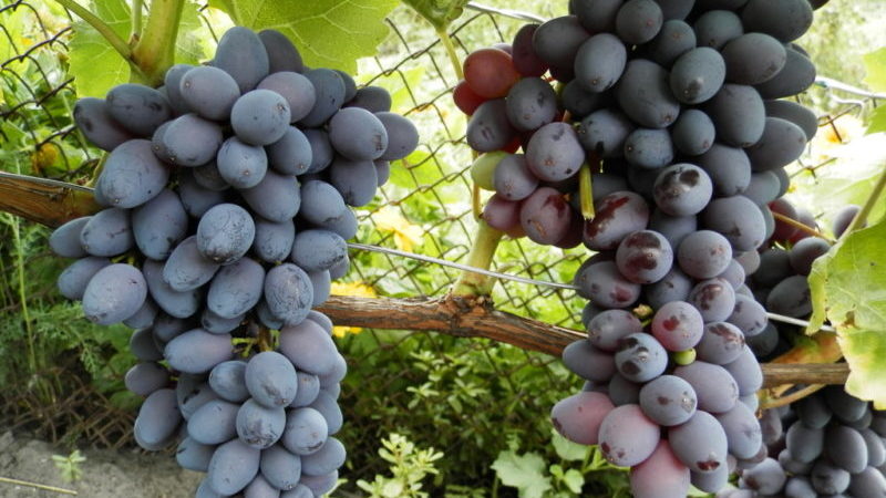 Cépage Jupiter: description, avantages et inconvénients, technologie de culture