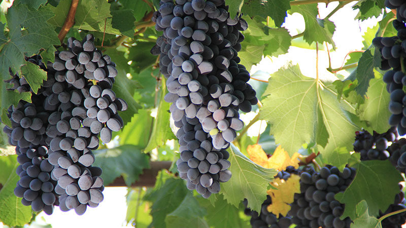 Les meilleurs cépages de la région de Moscou: caractéristiques et descriptions, conseils pour choisir