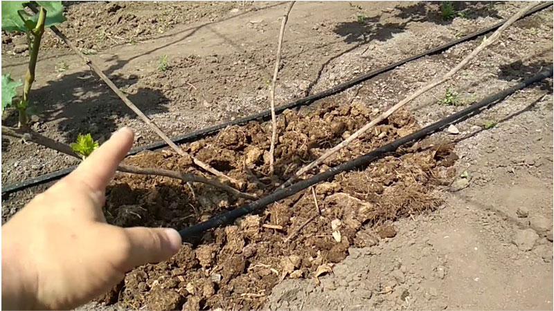 Cépage Jupiter: description, avantages et inconvénients, technologie de culture