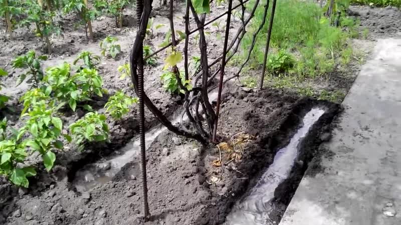 Cépages non couvrants pour la région de Leningrad