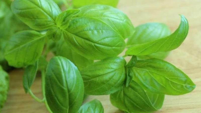 Variété de basilic végétal vert Tonus: culture à partir de graines pour les débutants