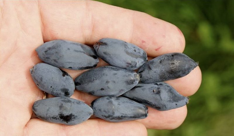 Les variétés de chèvrefeuille les plus sucrées et les plus grandes de Sibérie