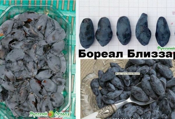 Blizzard boréal au chèvrefeuille sucré à haut rendement