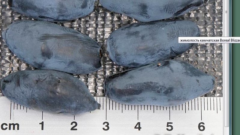 Blizzard boréal au chèvrefeuille sucré à haut rendement