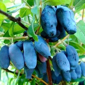 Une variété toujours productive de zeste de chèvrefeuille d'éleveurs russes