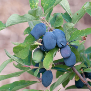 Variété stable de zeste de chèvrefeuille d'éleveurs russes