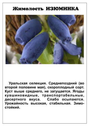 Une variété toujours productive de zeste de chèvrefeuille d'éleveurs russes