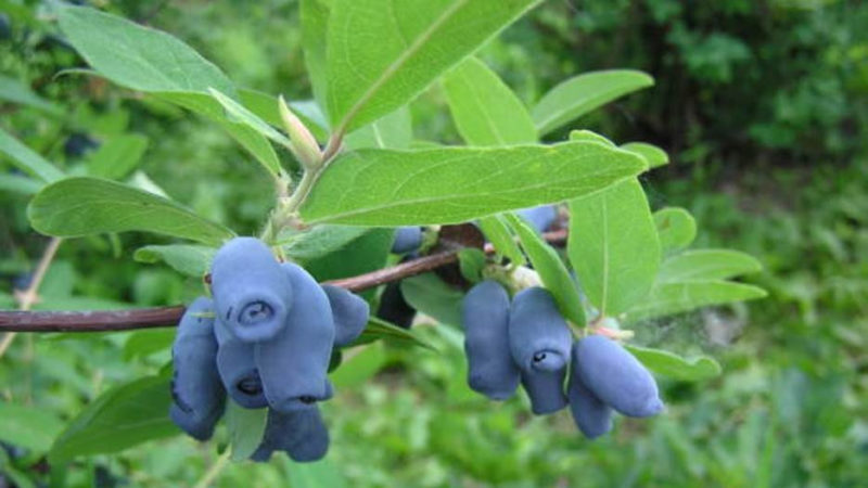 Variété de chèvrefeuille Vasyugan résistante à maturation précoce