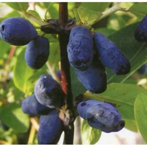 Variété de dessert mi-précoce de chèvrefeuille Sorceress