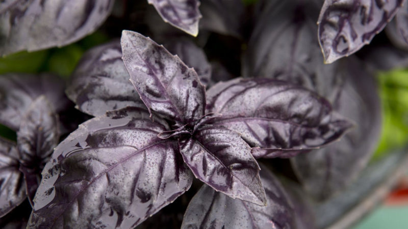 Caractéristiques et description de la variété de basilic Opal et commentaires de ceux qui l'ont cultivée