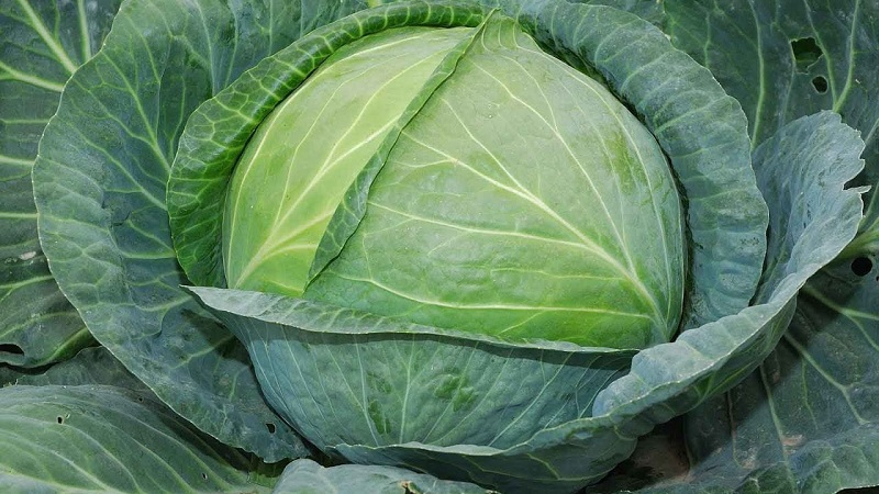 Les meilleures variétés hollandaises et hybrides de chou blanc