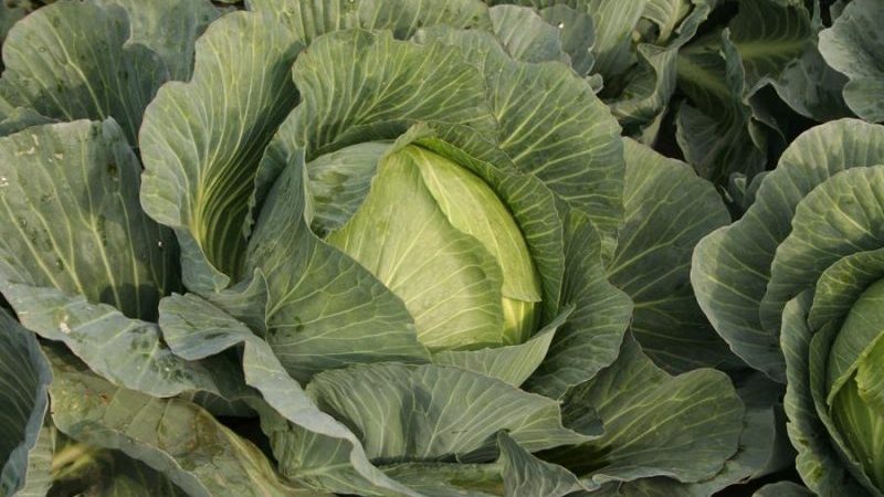 Les meilleures variétés hollandaises et hybrides de chou blanc