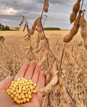 Caractéristiques et description de la prudence du soja