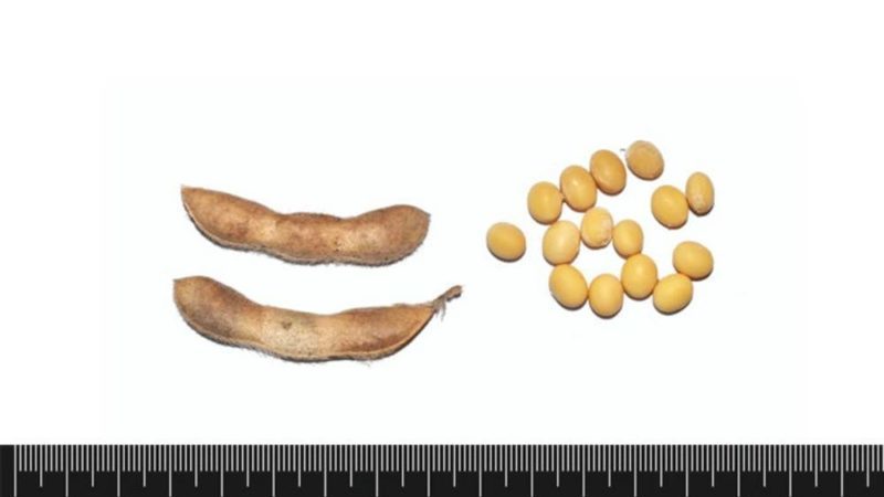 Caractéristiques et description de la prudence du soja
