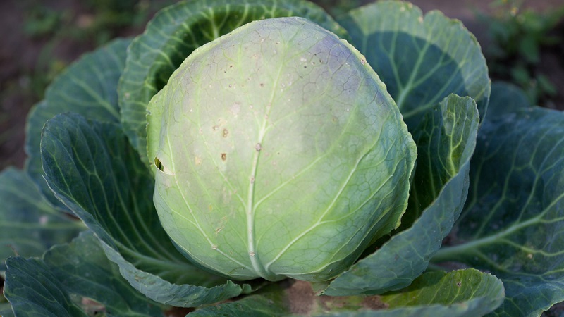 Variété moyennement tardive de chou Dobrovodskaya