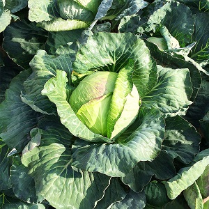 Variété moyennement tardive de chou Dobrovodskaya