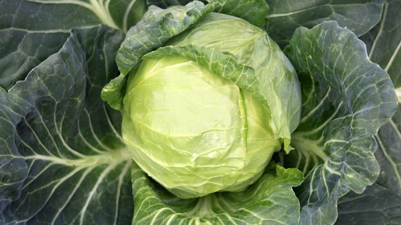 Variété moyennement tardive de chou Dobrovodskaya