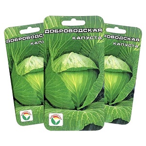Variété moyennement tardive de chou Dobrovodskaya