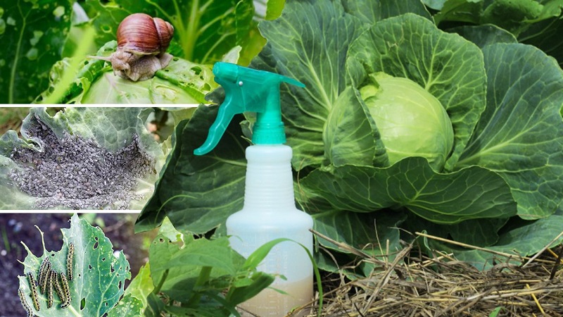 Variété populaire de chou Amager à haut rendement