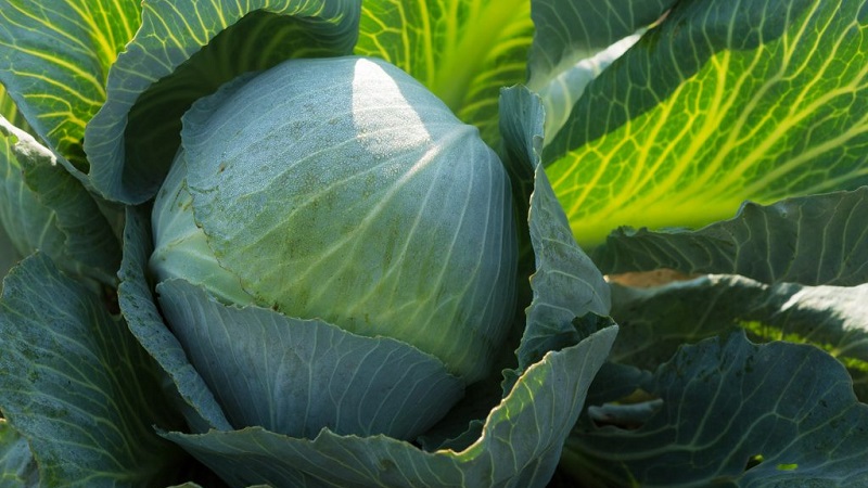 Hybride moyen-tardif à haut rendement de Kolya chou f1