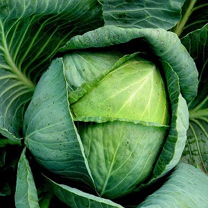 Hybride moyen-tardif à haut rendement de Kolya chou f1