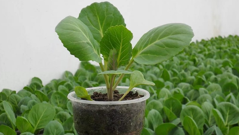 Hybride moyen-tardif à haut rendement de Kolya chou f1