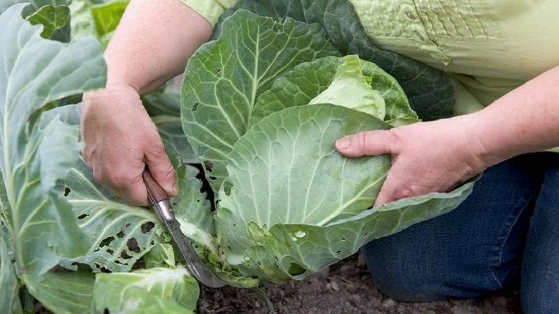 Hybride moyen-tardif à haut rendement de Kolya chou f1