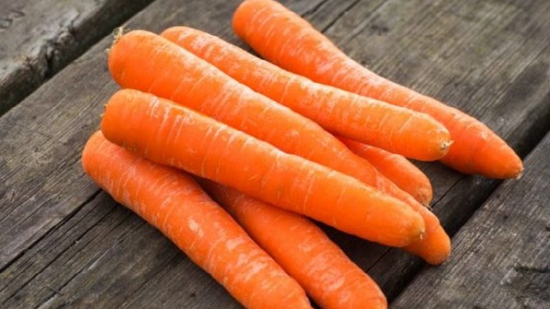 Variété de carotte de mi-saison Losinoostrovskaya