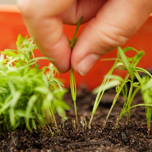 Variété de carotte de mi-saison Losinoostrovskaya