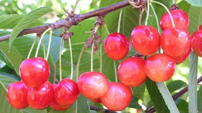 Une variété de cerises à maturation précoce, résistantes au froid et aux maladies, Bryanskaya rose