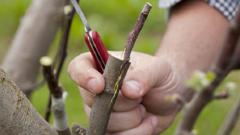Une variété de cerises à maturation précoce, résistantes au froid et aux maladies, Bryanskaya rose