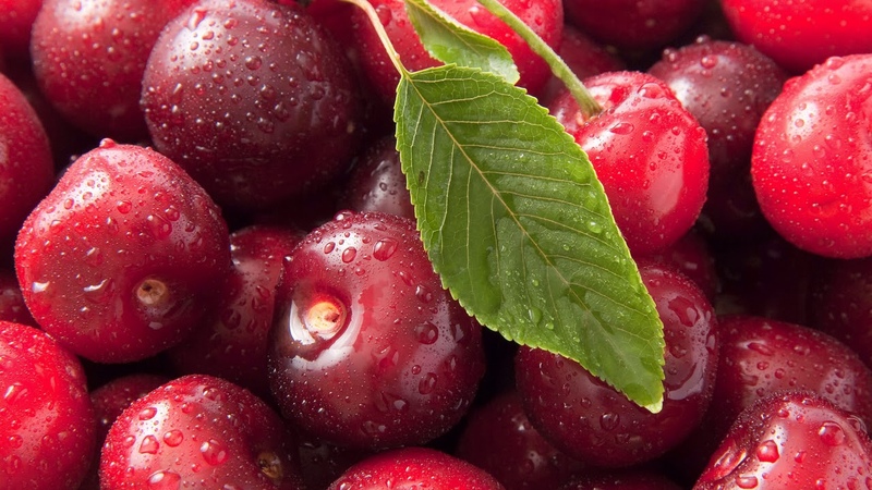 Meilleures meilleures variétés de cerises pour la Russie centrale