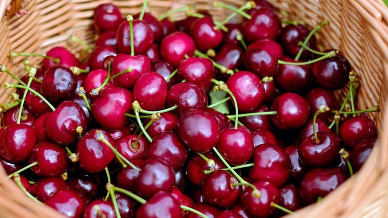 Meilleures meilleures variétés de cerises pour la Russie centrale