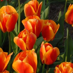 Comment faire pousser des tulipes avant le 8 mars