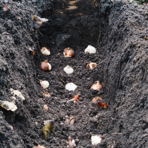 Comment faire pousser des tulipes avant le 8 mars