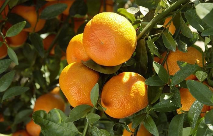 Cultiver le mandarin Unshiu à la maison