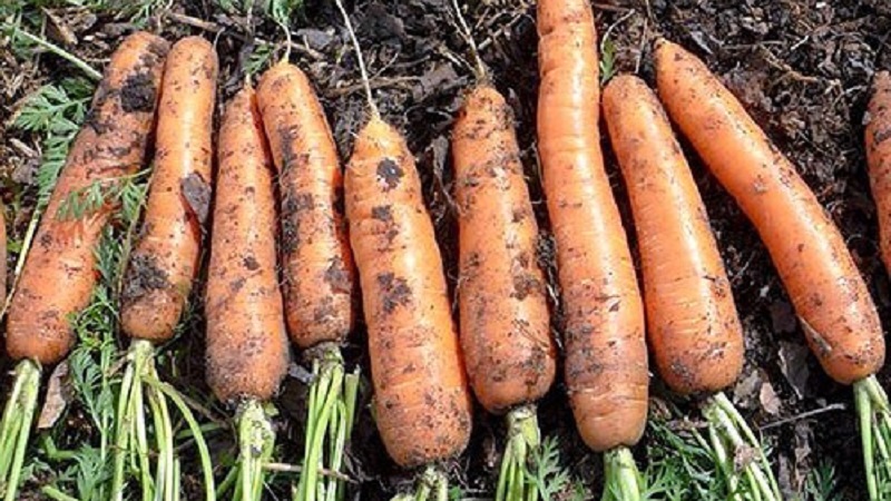 Quel est le rendement des carottes à partir de 1 hectare, de quoi dépend-il et comment l'augmenter