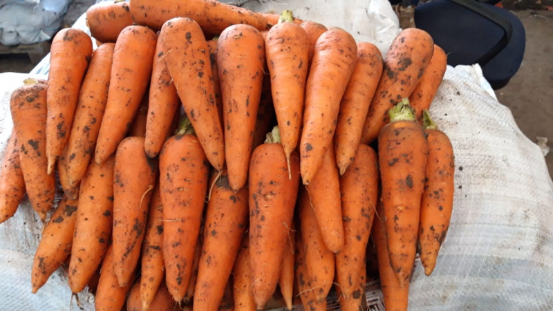 Quel est le rendement des carottes à partir de 1 hectare, de quoi dépend-il et comment l'augmenter