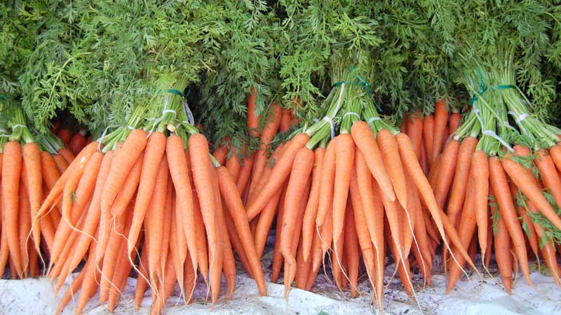 Quel est le rendement des carottes à partir de 1 hectare, de quoi dépend-il et comment l'augmenter