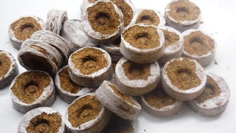 Guide des boutures de pétunia d'été pour les fleuristes débutants