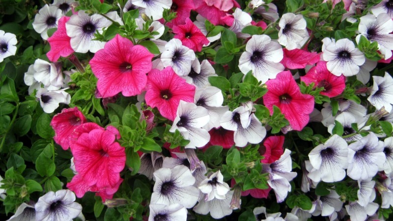 Guide des boutures de pétunia d'été pour les fleuristes débutants