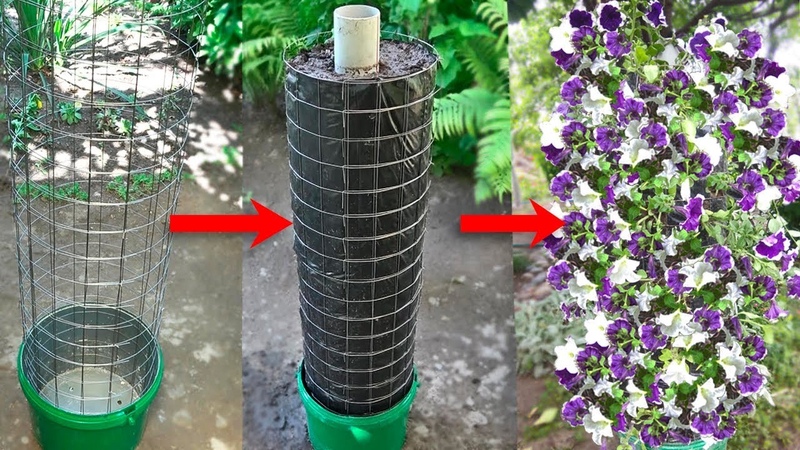 Cultiver des pétunias à la maison et en plein champ: conditions nécessaires, plantation, soins