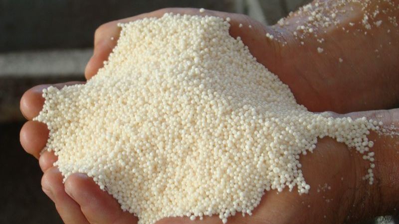 Quel est l'effet du nitrate sur le blé et comment est-il utilisé pour la fertilisation