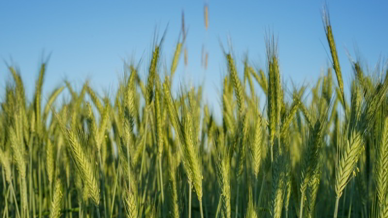 Quel est l'effet du nitrate sur le blé et comment est-il utilisé pour la fertilisation