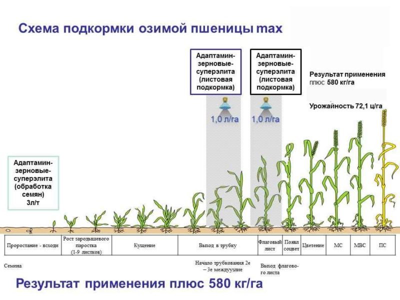 Quel est l'effet du nitrate sur le blé et comment est-il utilisé pour la fertilisation