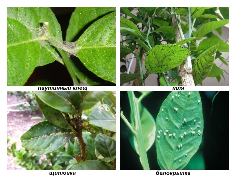 Ravageurs et maladies du citron: traitement et prévention à domicile